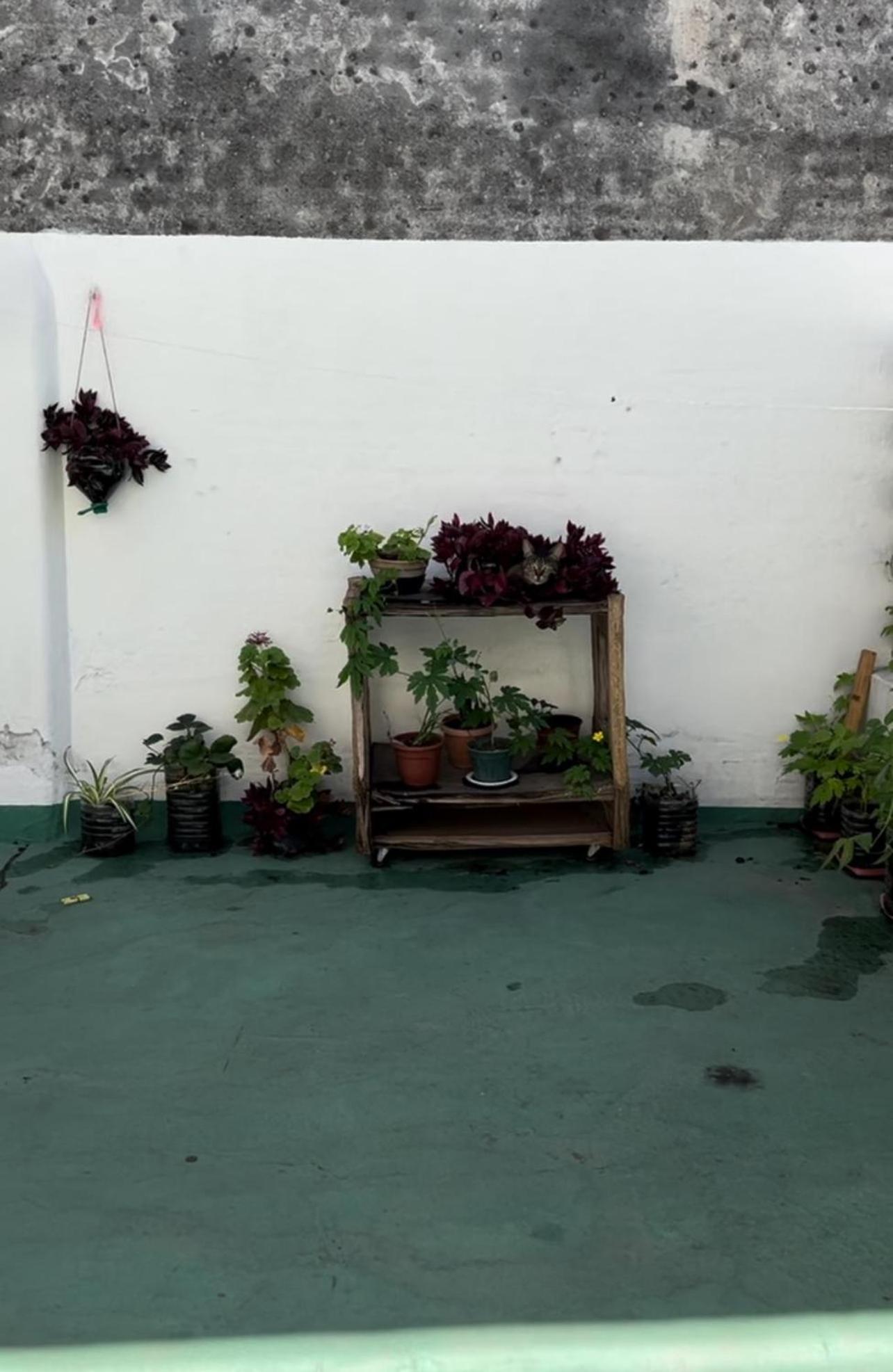 Apartamento Rosa In Centro *