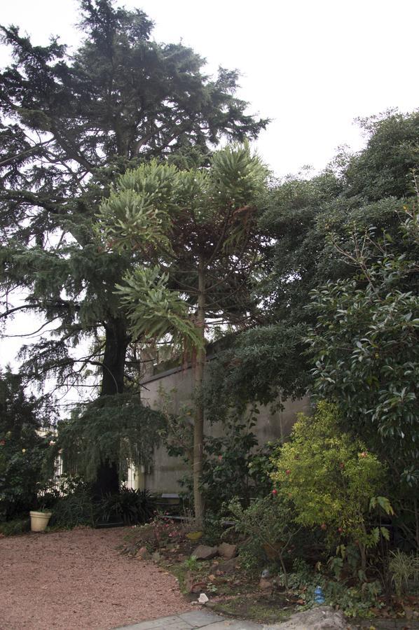 Cane Montevideu
